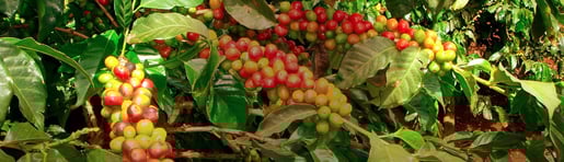 sustainability tea coffee